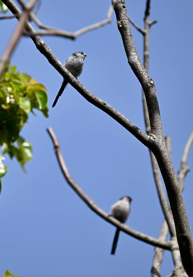 2026-08-11 5 Long tailed tits